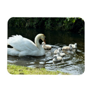 White Swan with Chicks Magnet