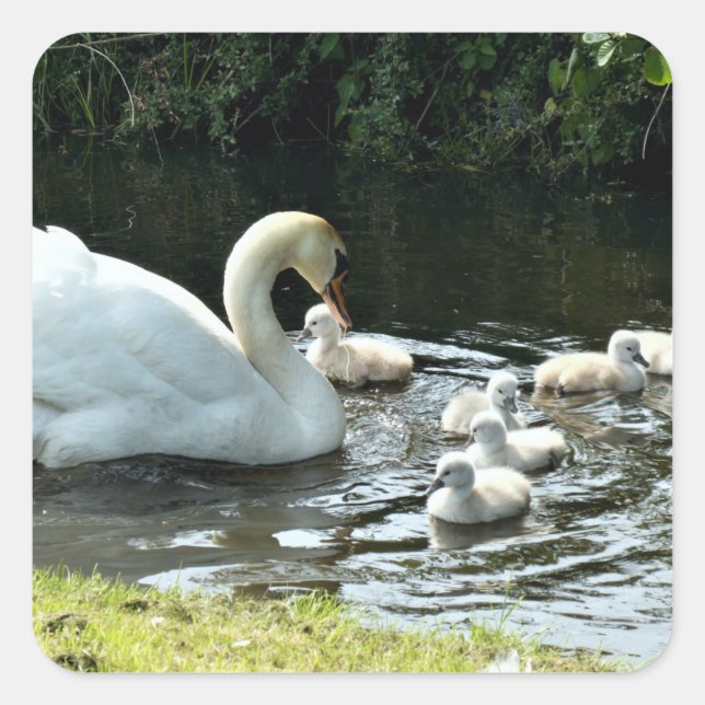 White Swan with Chicks Square Sticker (Front)