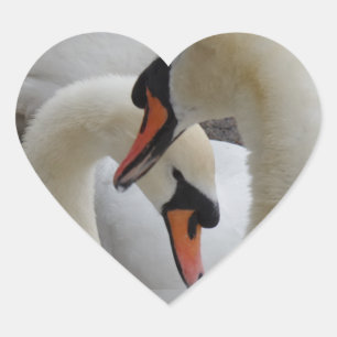 White Swans Heart Sticker