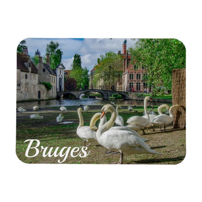 White swans in Bruges city center Magnet (Horizontal)
