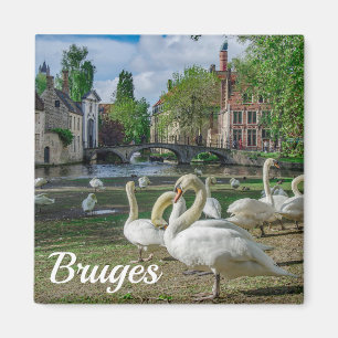 White swans in Bruges city center Magnet