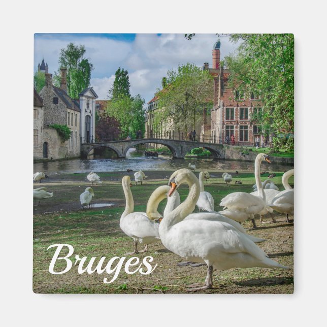 White swans in Bruges city center Magnet (Front)