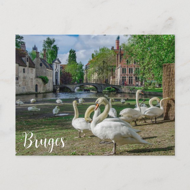 White swans in Bruges city center Postcard (Front)