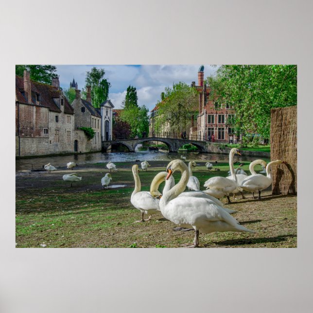 White swans in Bruges city center Poster (Front)