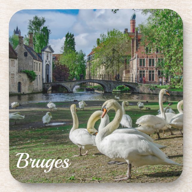 White swans in Bruges Coaster (Front)