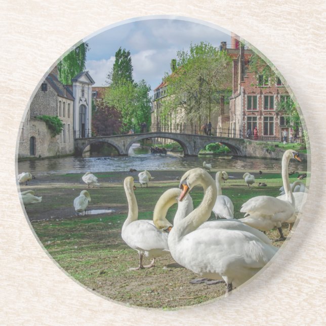 White swans in Bruges Coaster (Front)