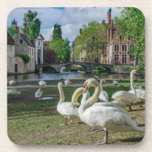 White swans in Bruges downtown Coaster