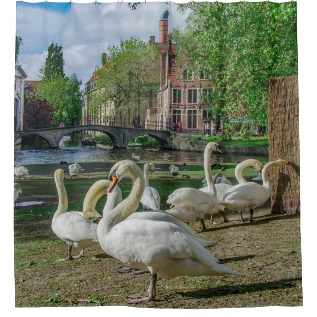 White swans in Bruges downtown Shower Curtain (Front)