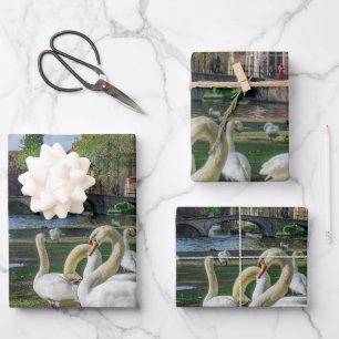 White swans in Bruges downtown Wrapping Paper Sheet