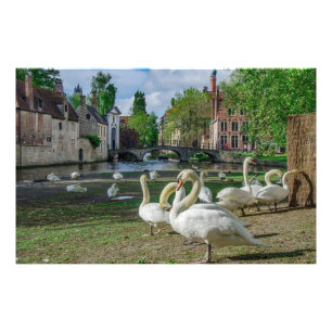White swans in Bruges Photo Print