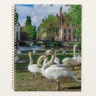 White swans in Bruges Planner