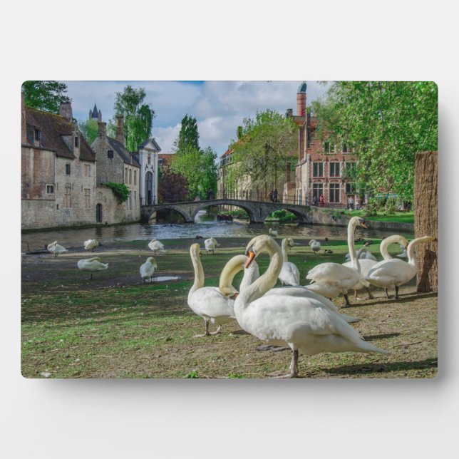 White swans in Bruges Plaque (Front)