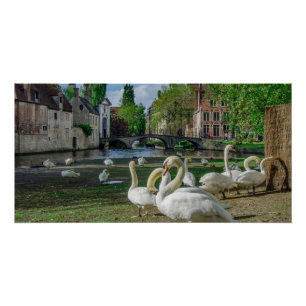 White swans in Bruges Poster