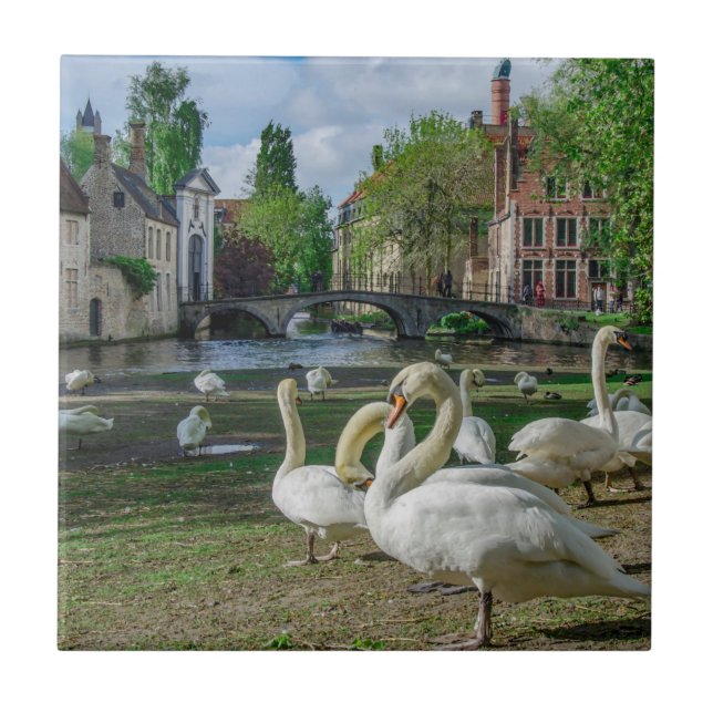 White swans in Bruges Tile (Front)