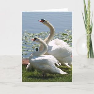 White Swans Note Card