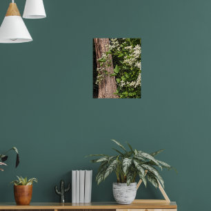 White Sweet Autumn Clematis Floral Poster