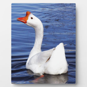 white swimming goose in blue water plaque