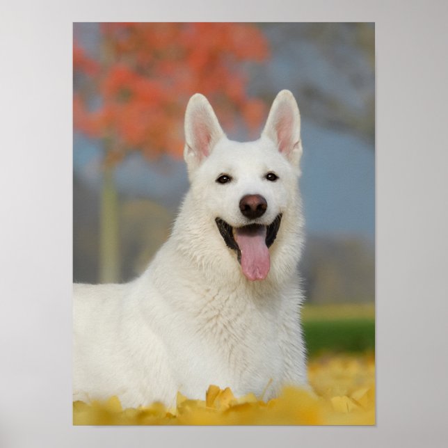 White Swiss Shepherd Dog Photo, Cute Furry Friend Poster (Front)