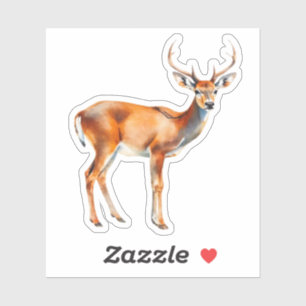 White Tail Deer