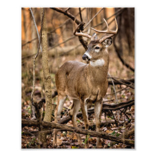 White Tail Deer Buck Photo Print