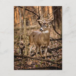 White Tail Deer Buck Postcard