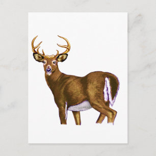 White Tail Deer Buck Postcard