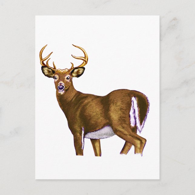 White Tail Deer Buck Postcard (Front)