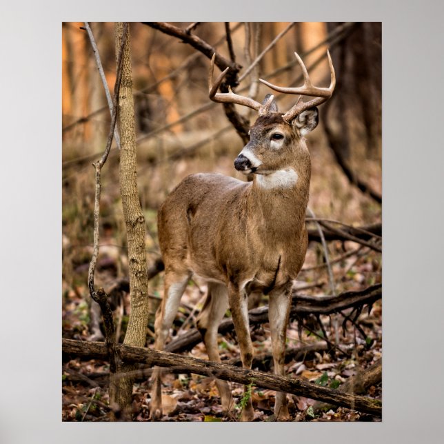 White Tail Deer Buck Poster (Front)