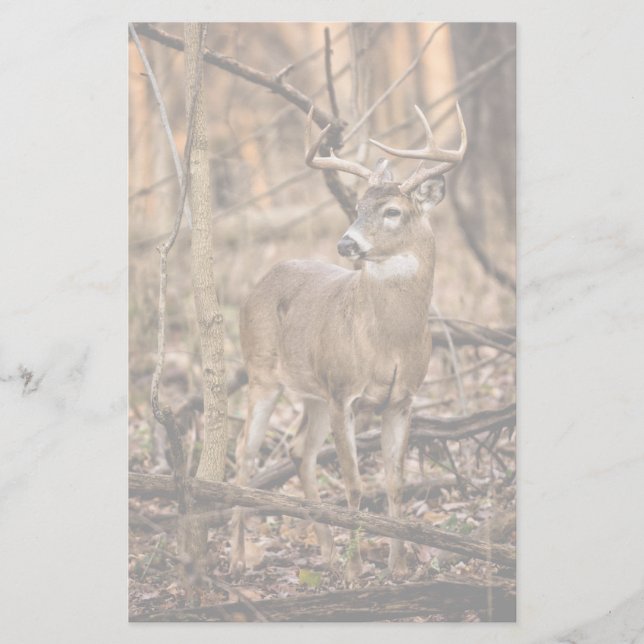 White Tail Deer Buck Stationery (Front)