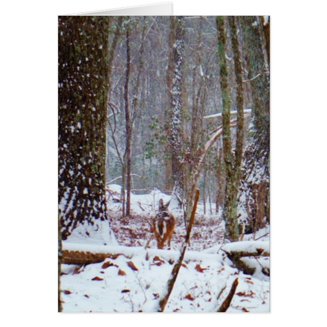 white tail deer in the snow (Front)
