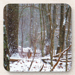 white tail deer in the snow coaster