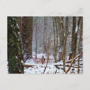 white tail deer in the snow postcard