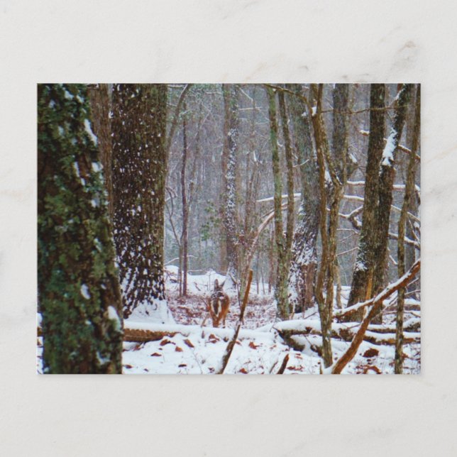 white tail deer in the snow postcard (Front)