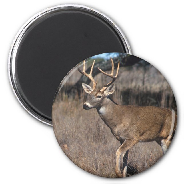 White Tail Deer Magnet (Front)