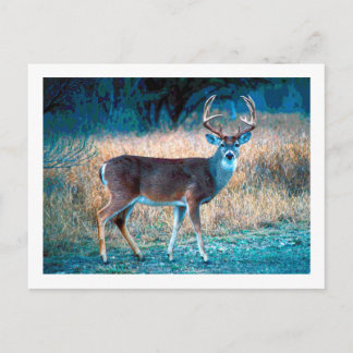 White Tail Deer Postcard