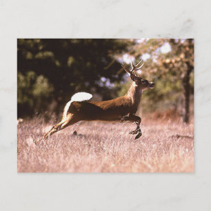 White-Tail Deer Running Postcard