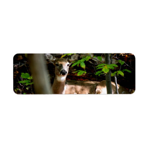 White Tail Doe