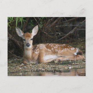 White Tail Fawn Postcard