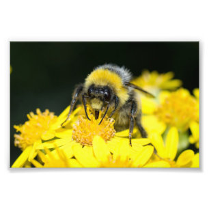 White-tailed Bumblebee Photo Print