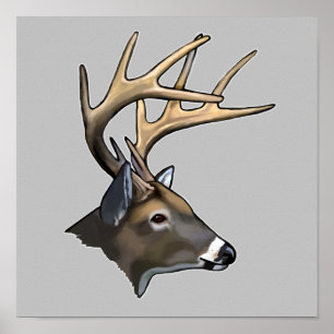 White-Tailed Dear Buck Drawing Poster