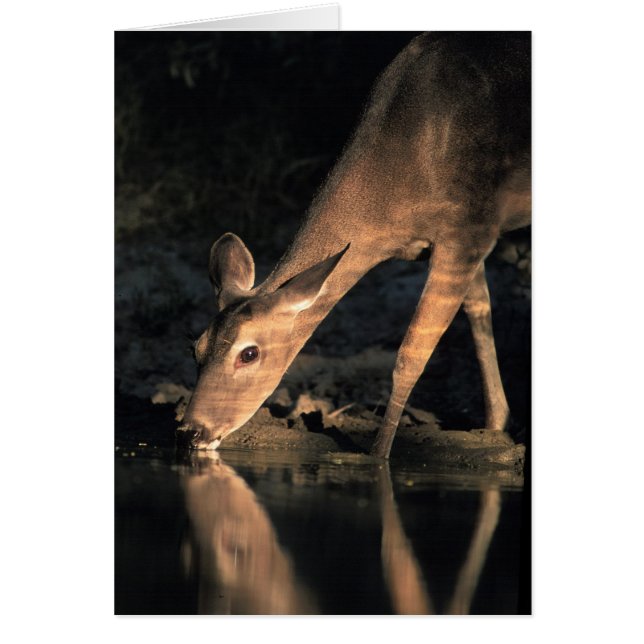White-tailed Deer (Front)