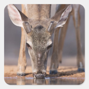 White tailed deer at waterhole square sticker