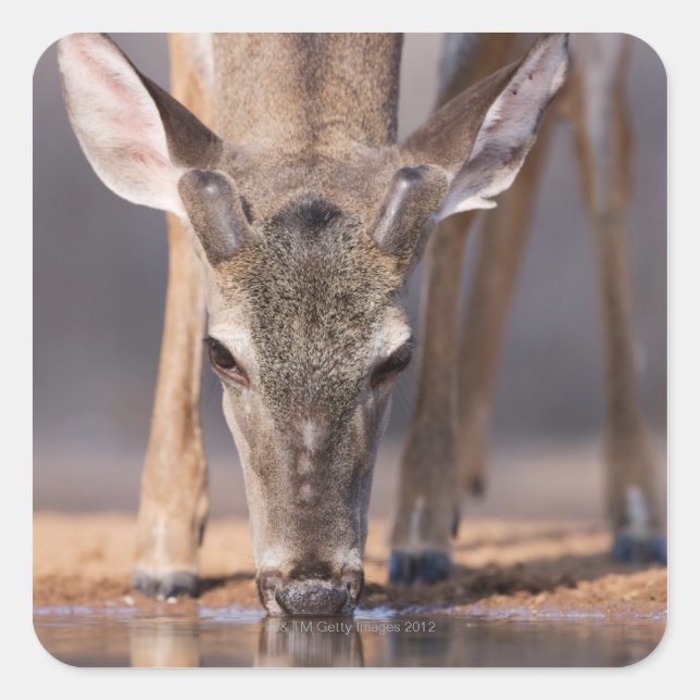 White tailed deer at waterhole square sticker (Front)