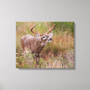 White-tailed Deer Autumn in Texas Canvas Print