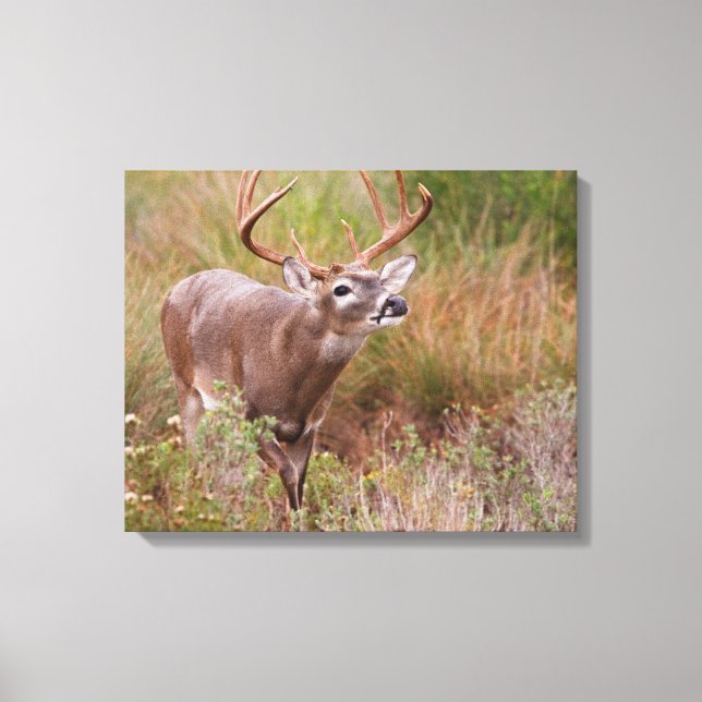 White-tailed Deer Autumn in Texas Canvas Print (Front)