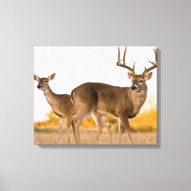 White-tailed Deer | Autumn in Texas Canvas Print (Front)