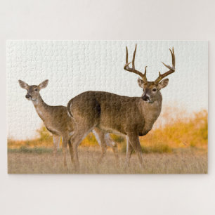White-tailed Deer   Autumn in Texas Jigsaw Puzzle