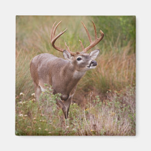 White-tailed Deer Autumn in Texas Magnet