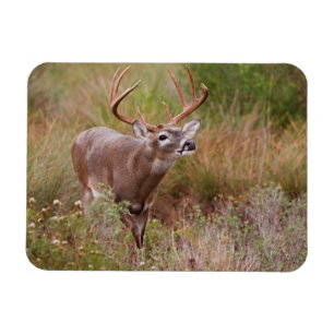 White-tailed Deer Autumn in Texas Magnet