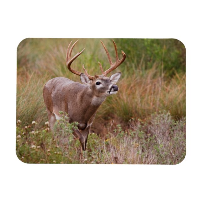 White-tailed Deer Autumn in Texas Magnet (Horizontal)